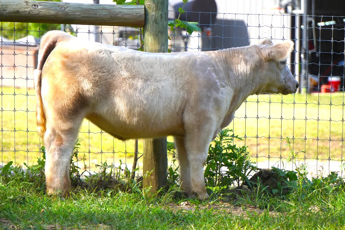 IGWT X FU MAN CHU HEIFER