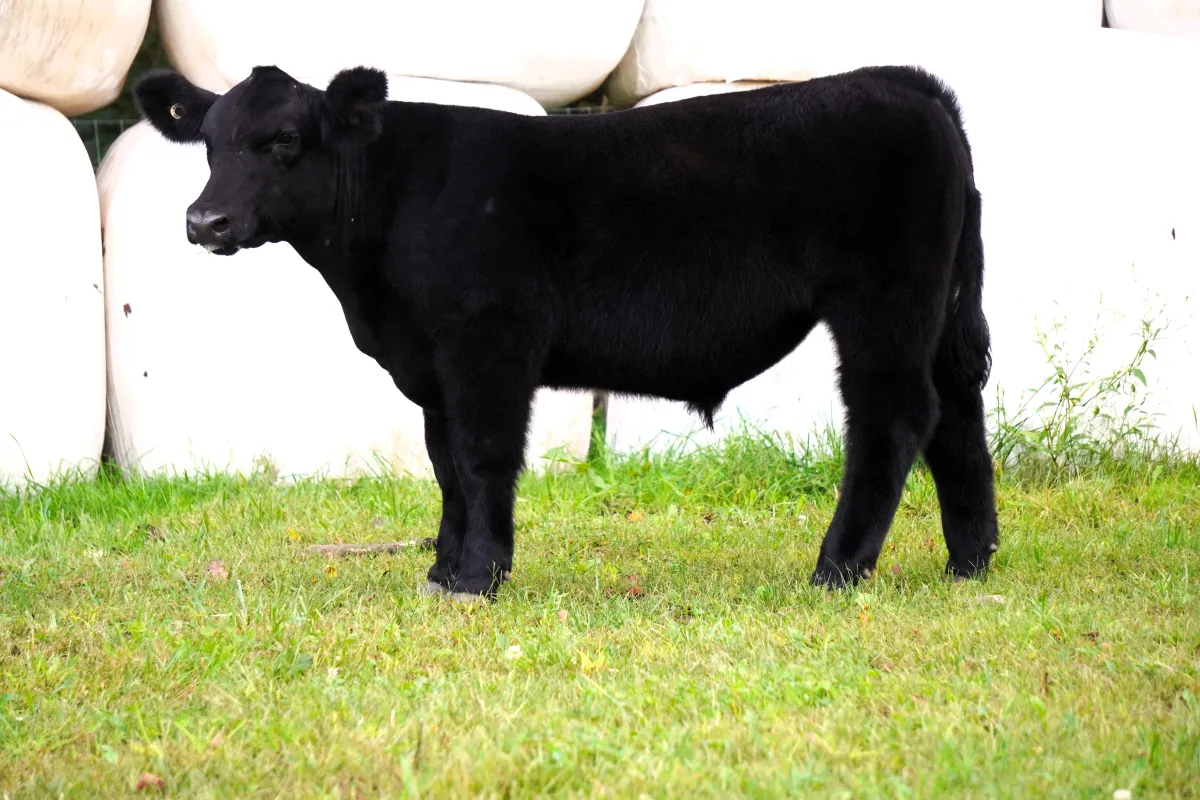 I80 X Double up Steer
