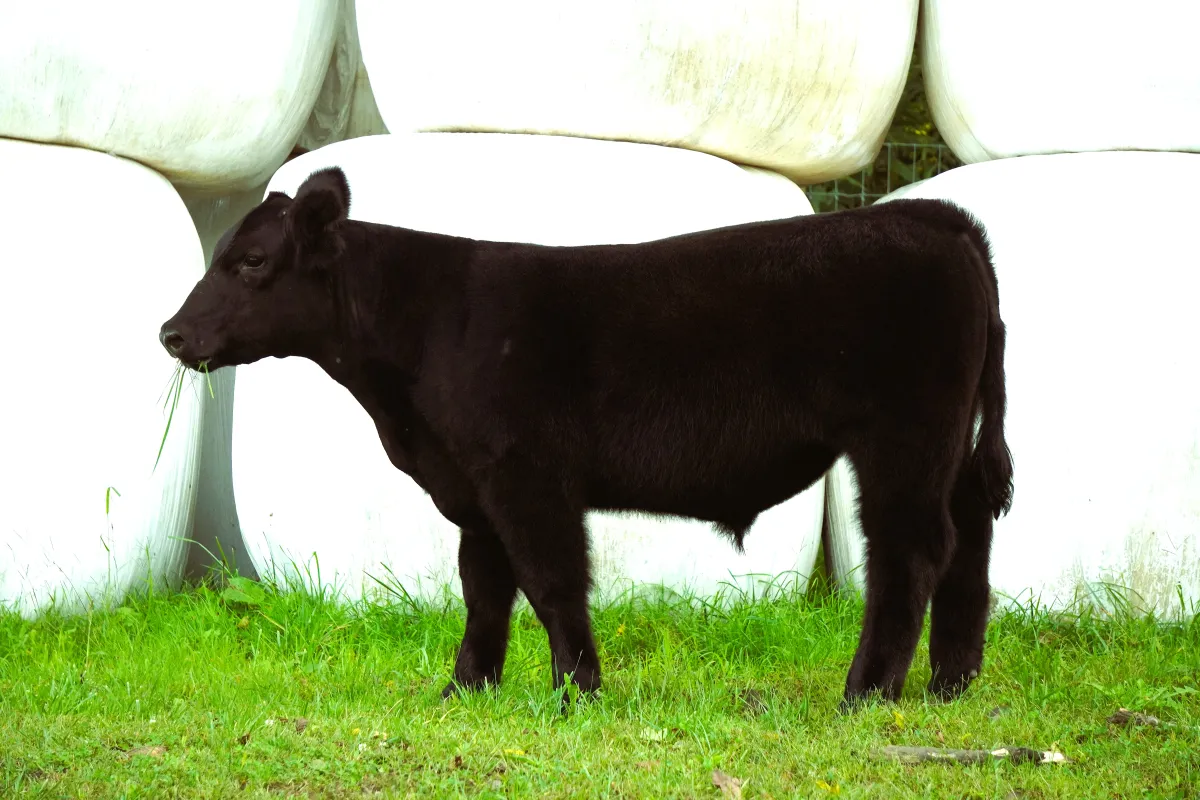 Auction Image 2