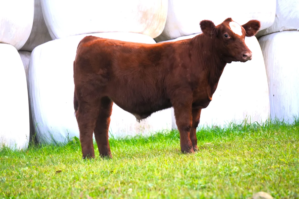 Lovin Size X I80 Steer