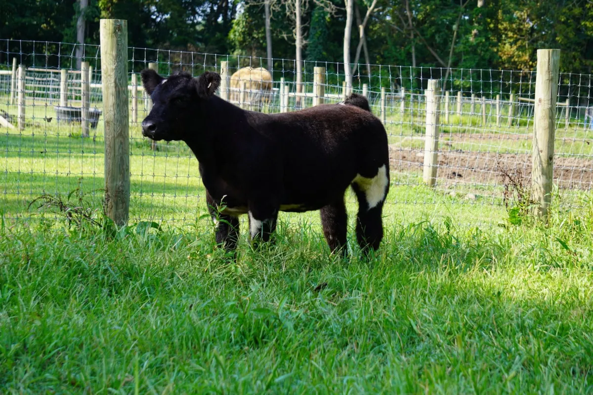 Here I am x fu man CHU embryos