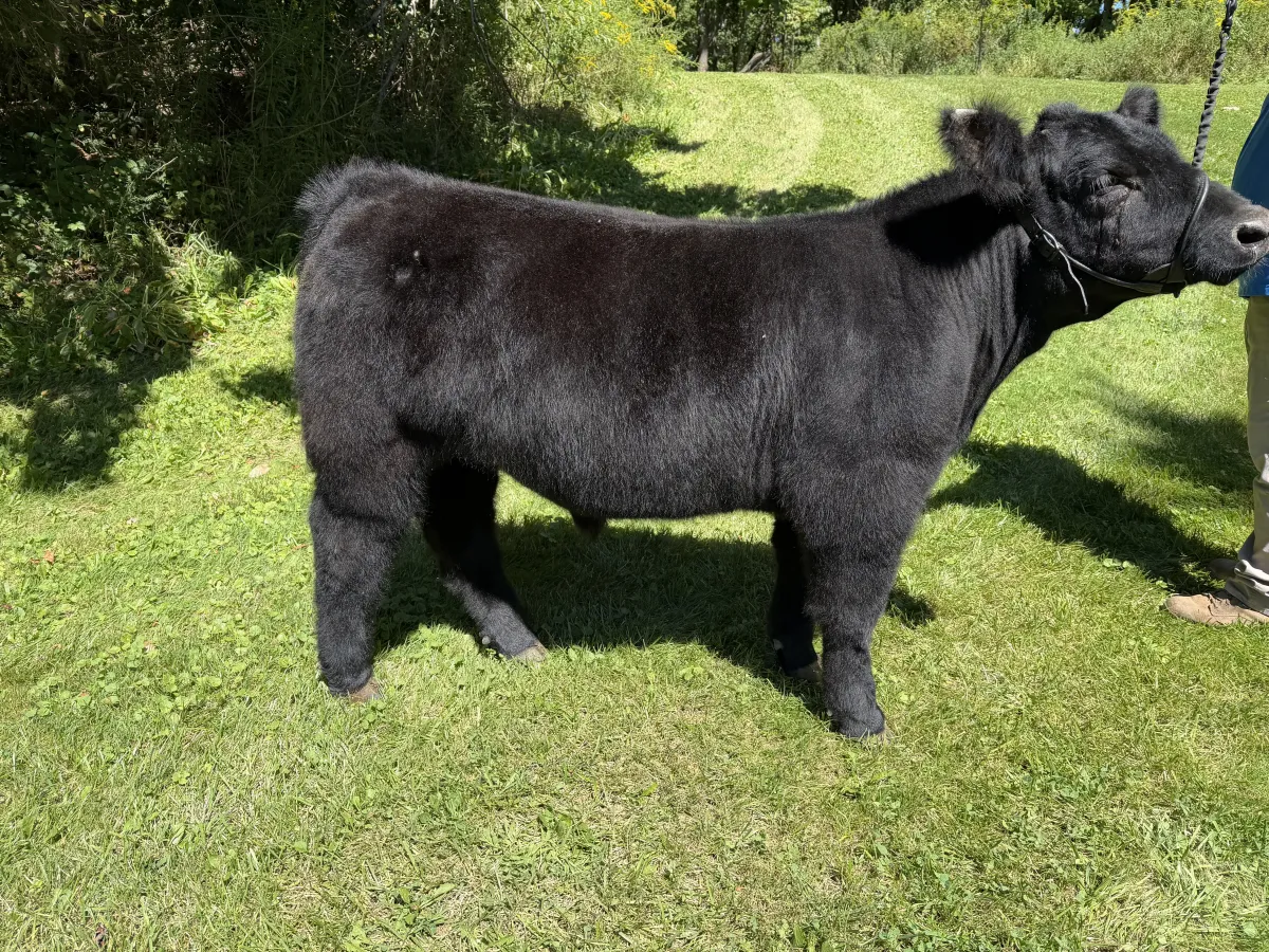 Here I am X Red Rocky steer