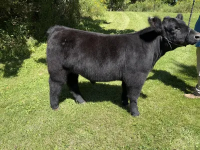 Here I am X Red Rocky steer