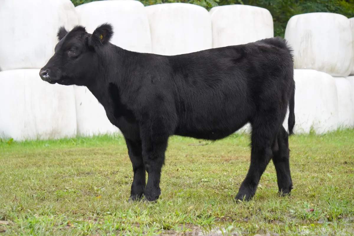 Reason to praise X 20X20 Heifer