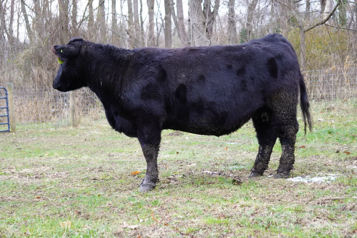 Bred Cow